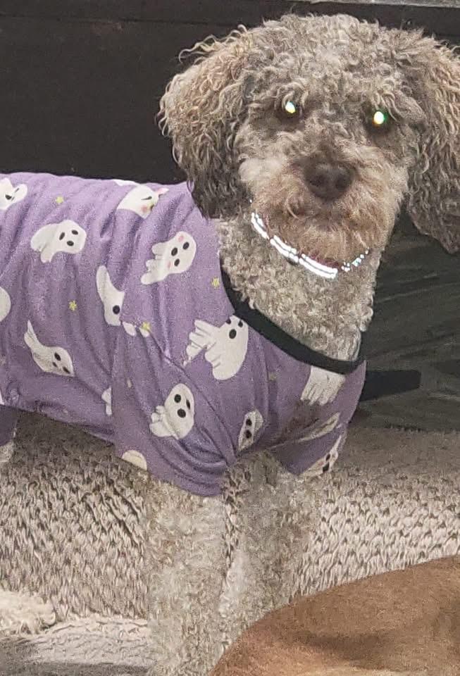 Mia, a ADOPTABLE mixed breed in Fountaintown, IN image 4/6