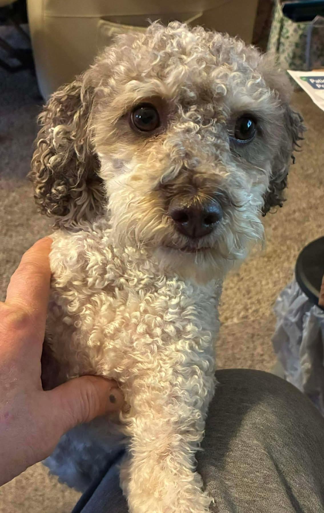 Mia, a ADOPTABLE mixed breed in Fountaintown, IN image 3/6