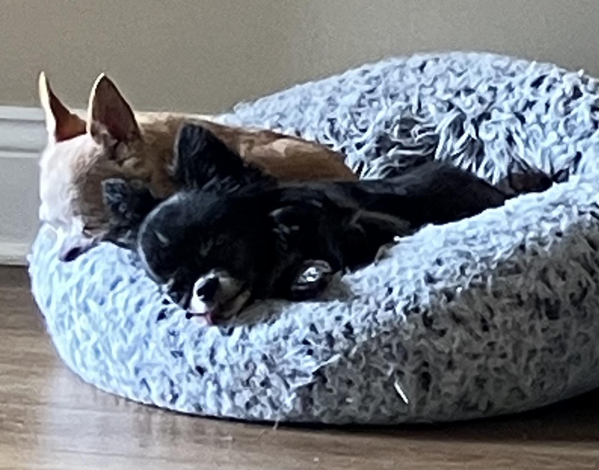 Enlarge Salem, a ADOPTABLE Chihuahua in Durham, NC image 2/5