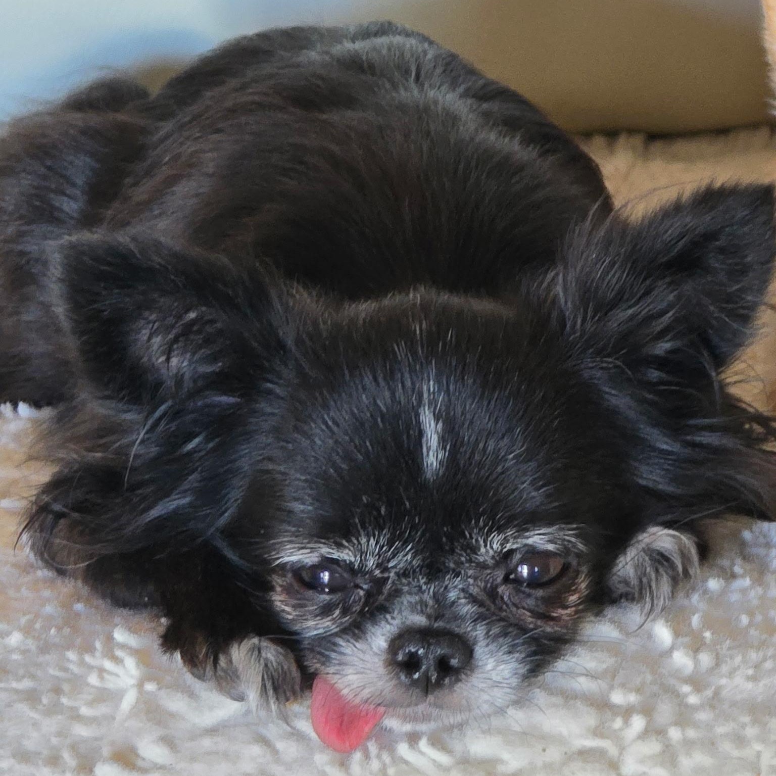 Salem, ADOPTABLE, Senior Male Chihuahua.