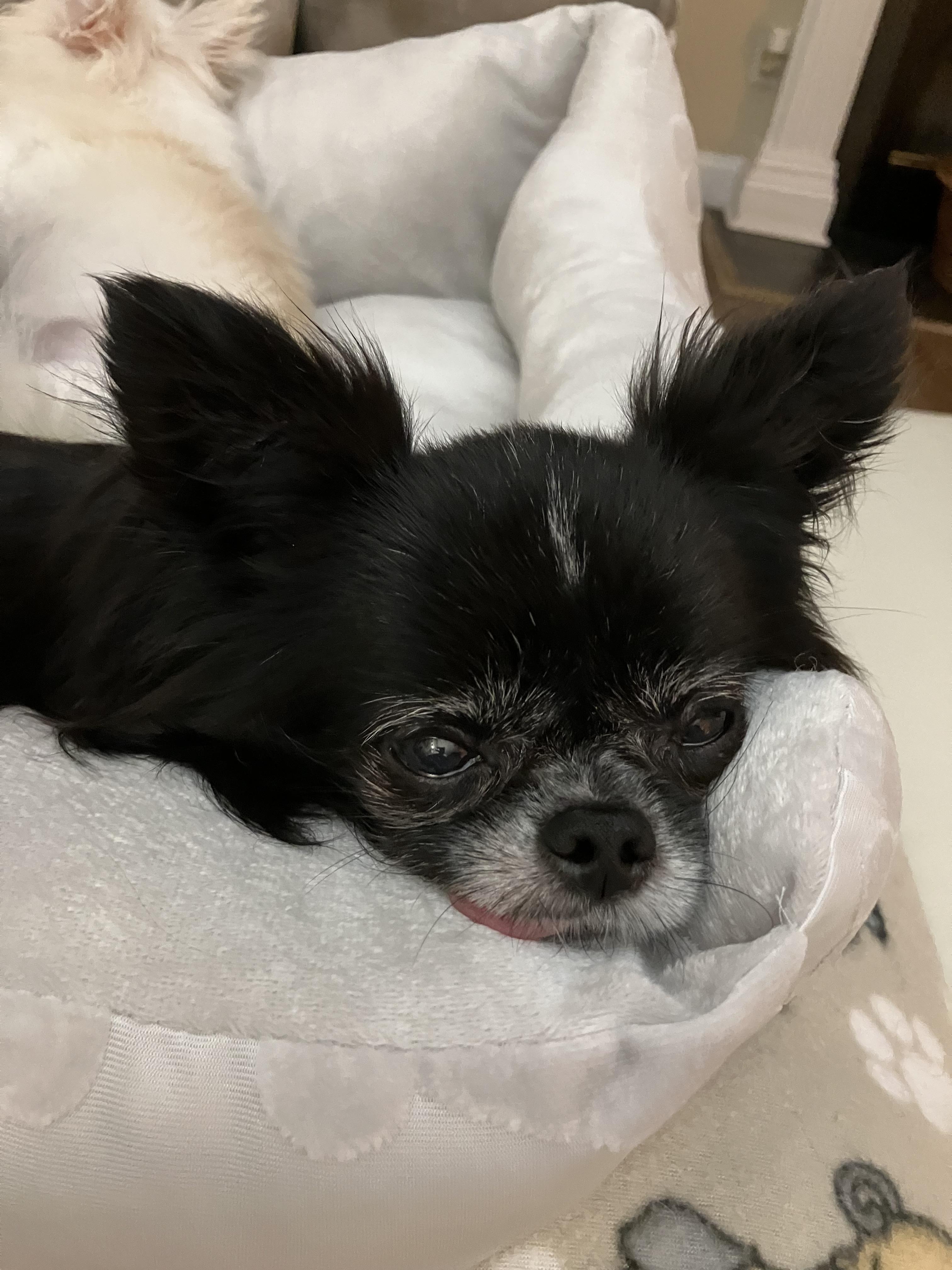 Enlarge Salem, a ADOPTABLE Chihuahua in Durham, NC image 4/5