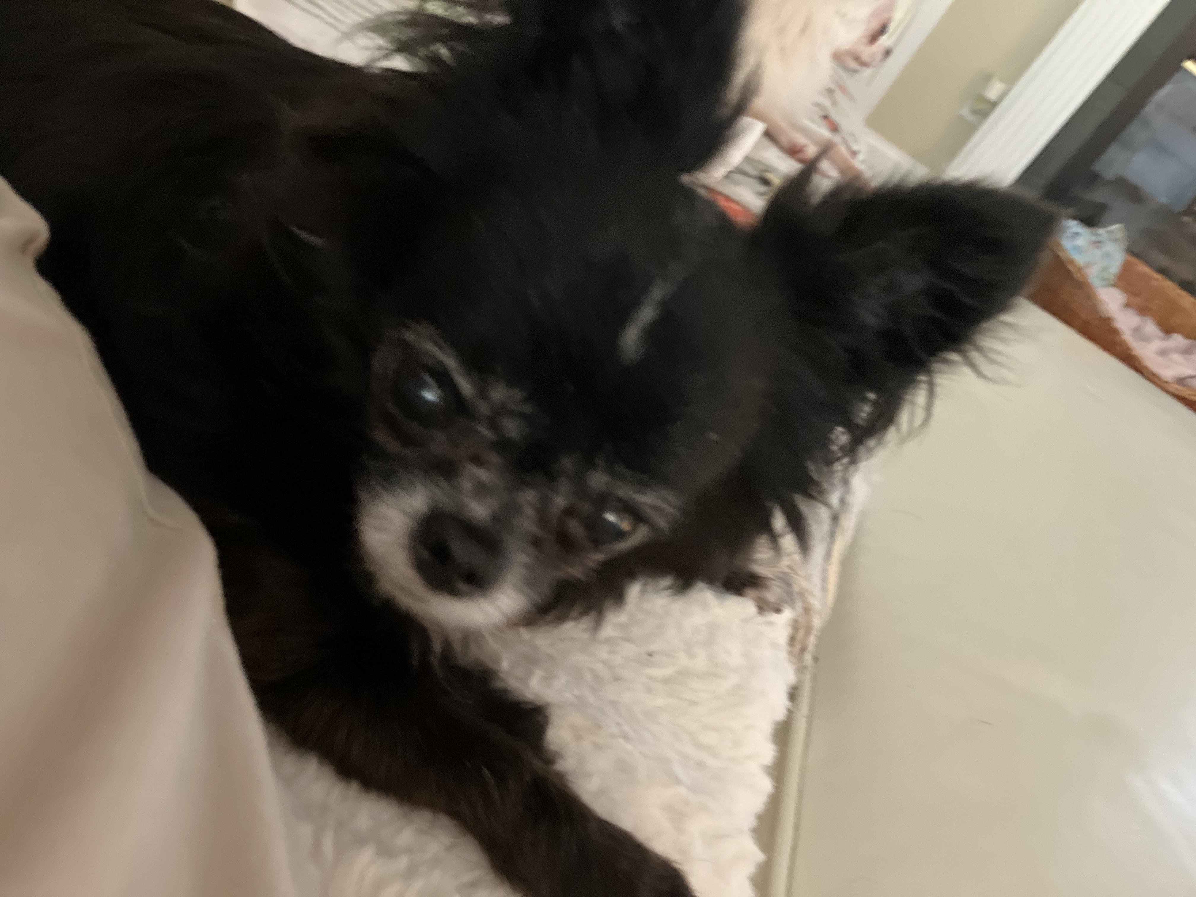 Enlarge Salem, a ADOPTABLE Chihuahua in Durham, NC image 3/5