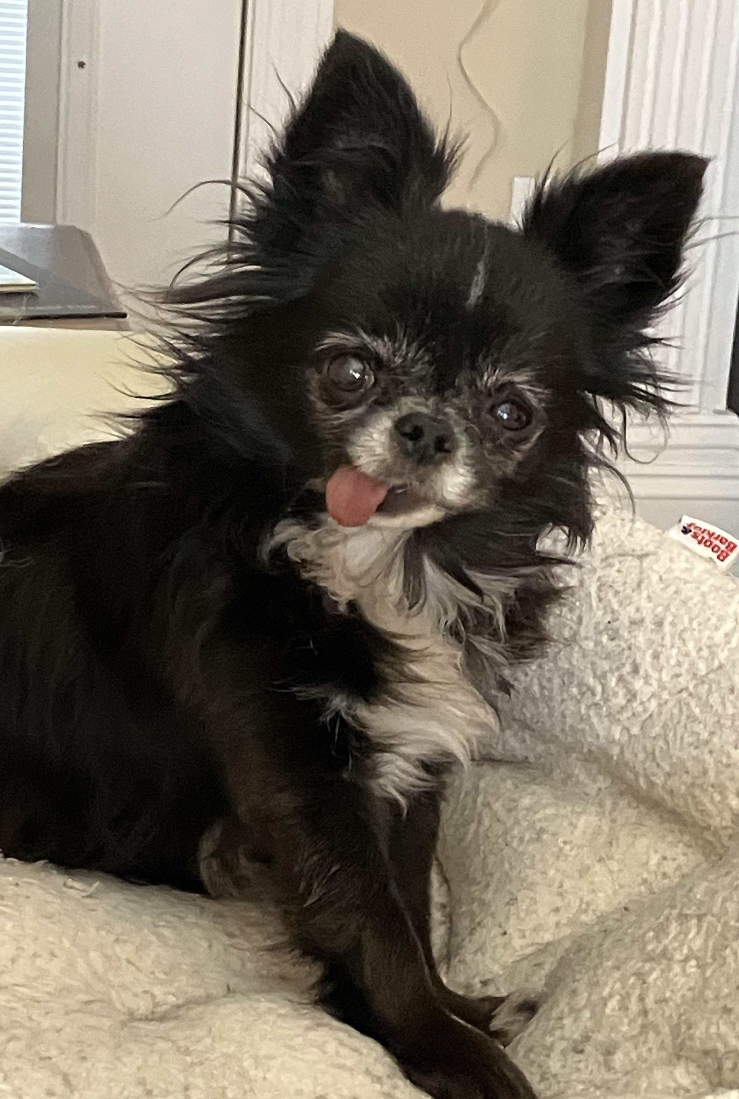 Enlarge Salem, a ADOPTABLE Chihuahua in Durham, NC image 5/5