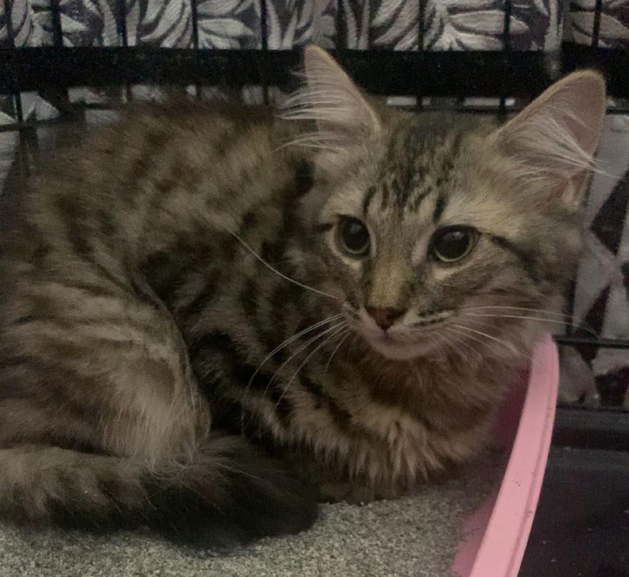 Dexter, a Adoptable Tabby in Piscataway, NJ image 4/6