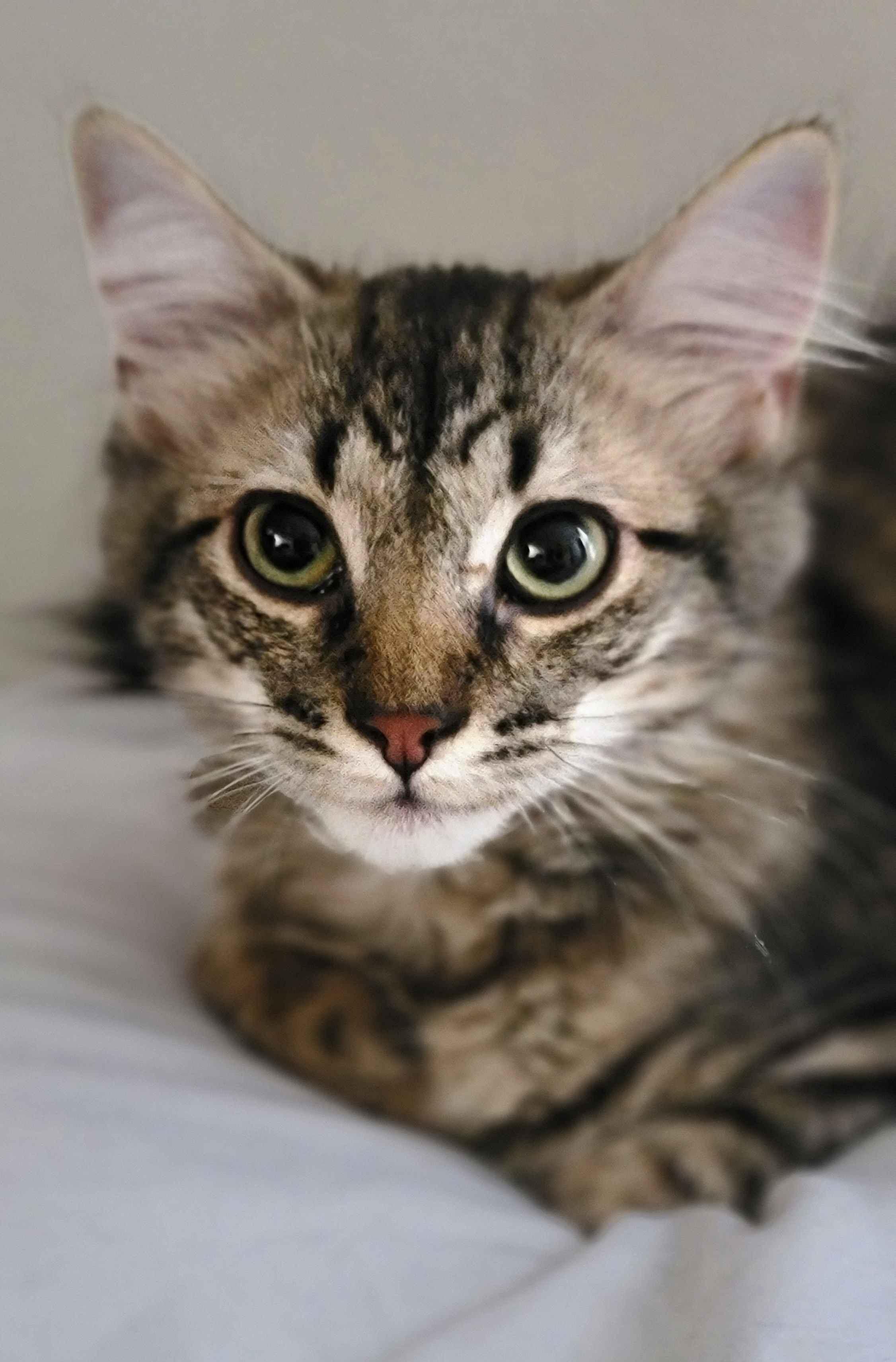 Dexter, Adoptable, Kitten Male Tabby.