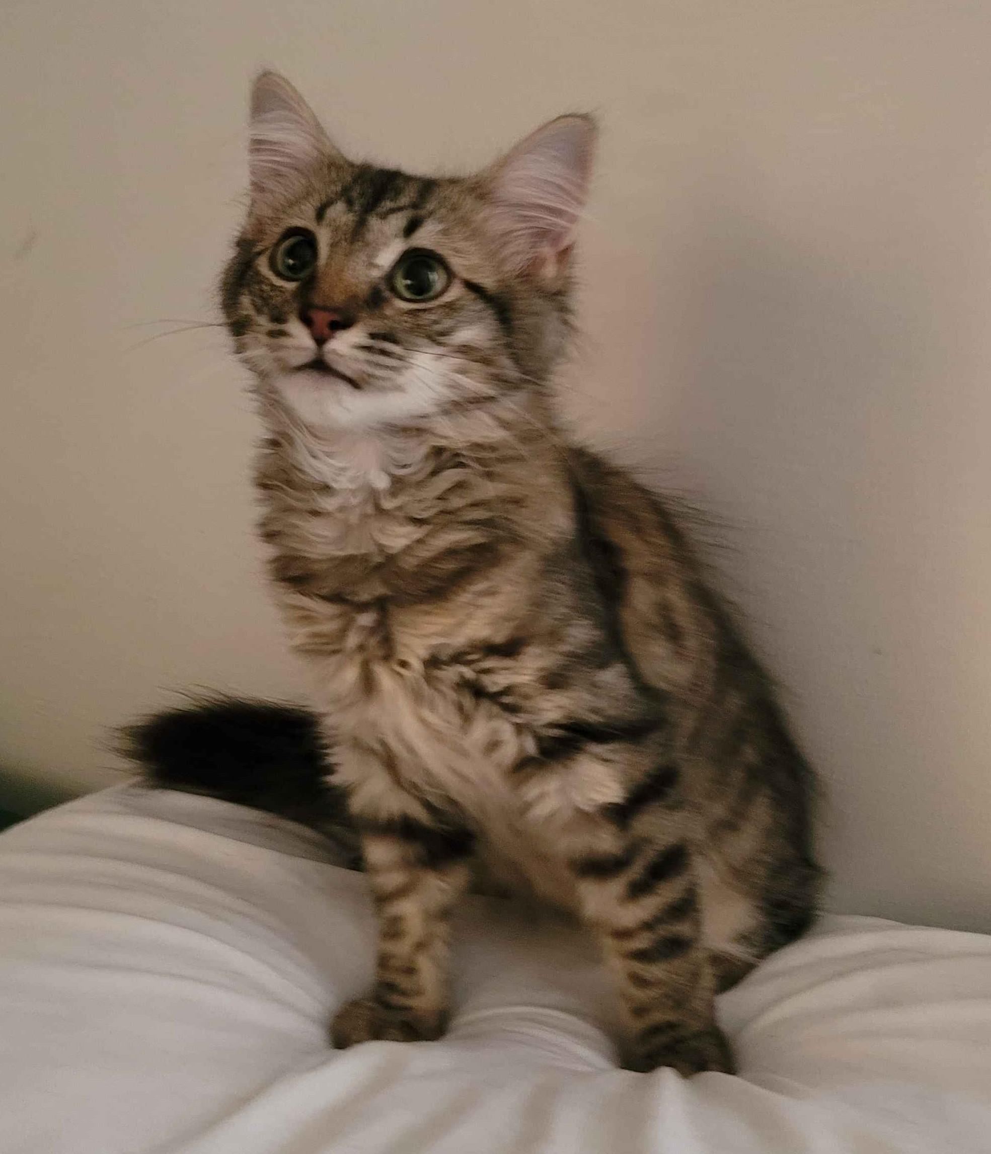 Dexter, a Adoptable Tabby in Piscataway, NJ image 3/6