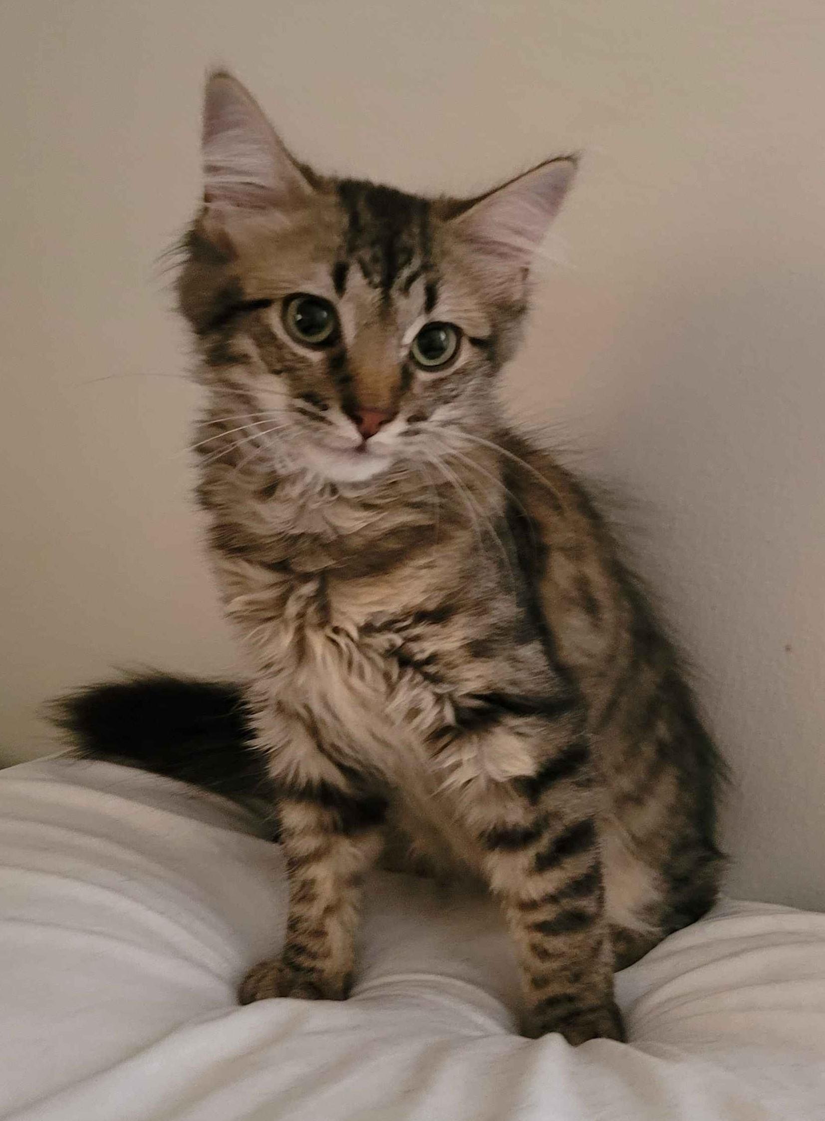 Dexter, a Adoptable Tabby in Piscataway, NJ image 2/6