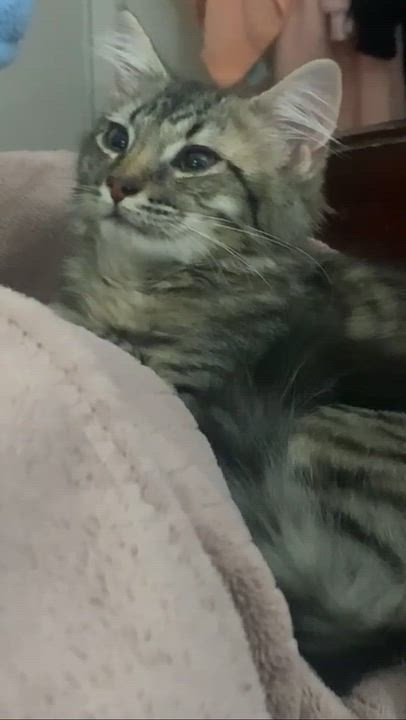 Enlarge Dexter, a Adoptable Tabby in Piscataway, NJ video 5/6