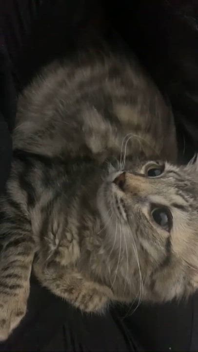 Enlarge Dexter, a Adoptable Tabby in Piscataway, NJ video 6/6