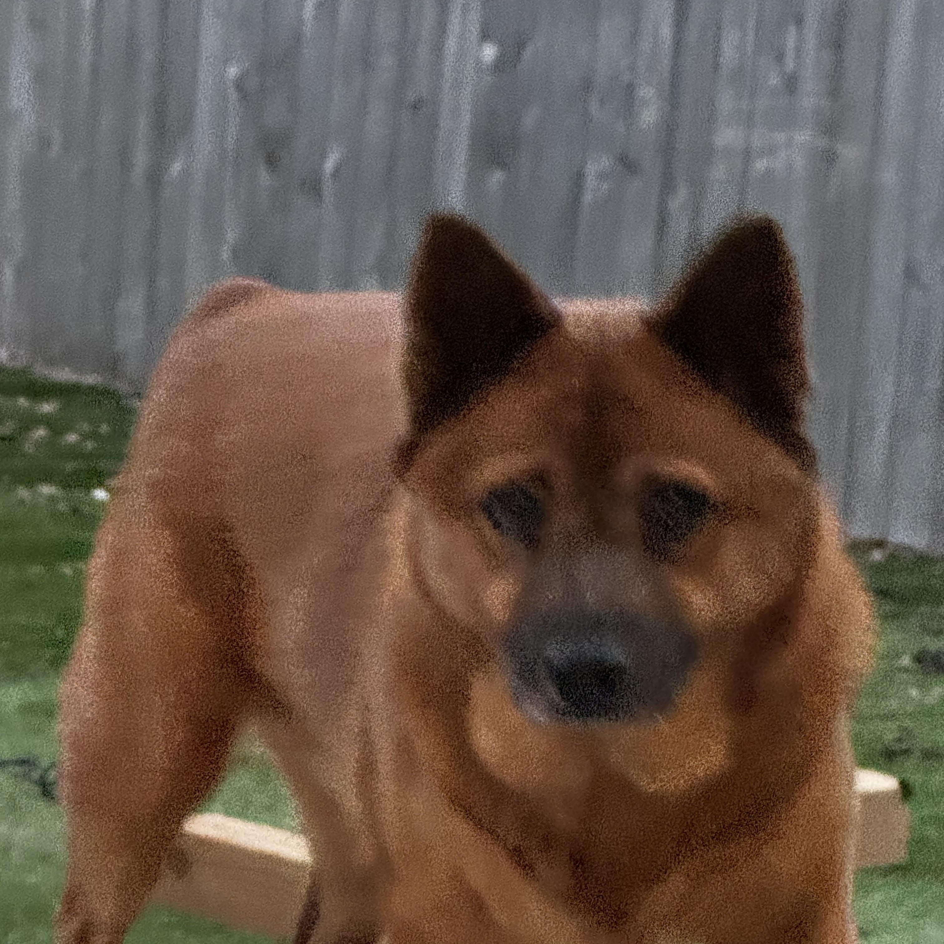 Enlarge Punkin, a Adoptable mixed breed in San Antonio, TX image 5/5