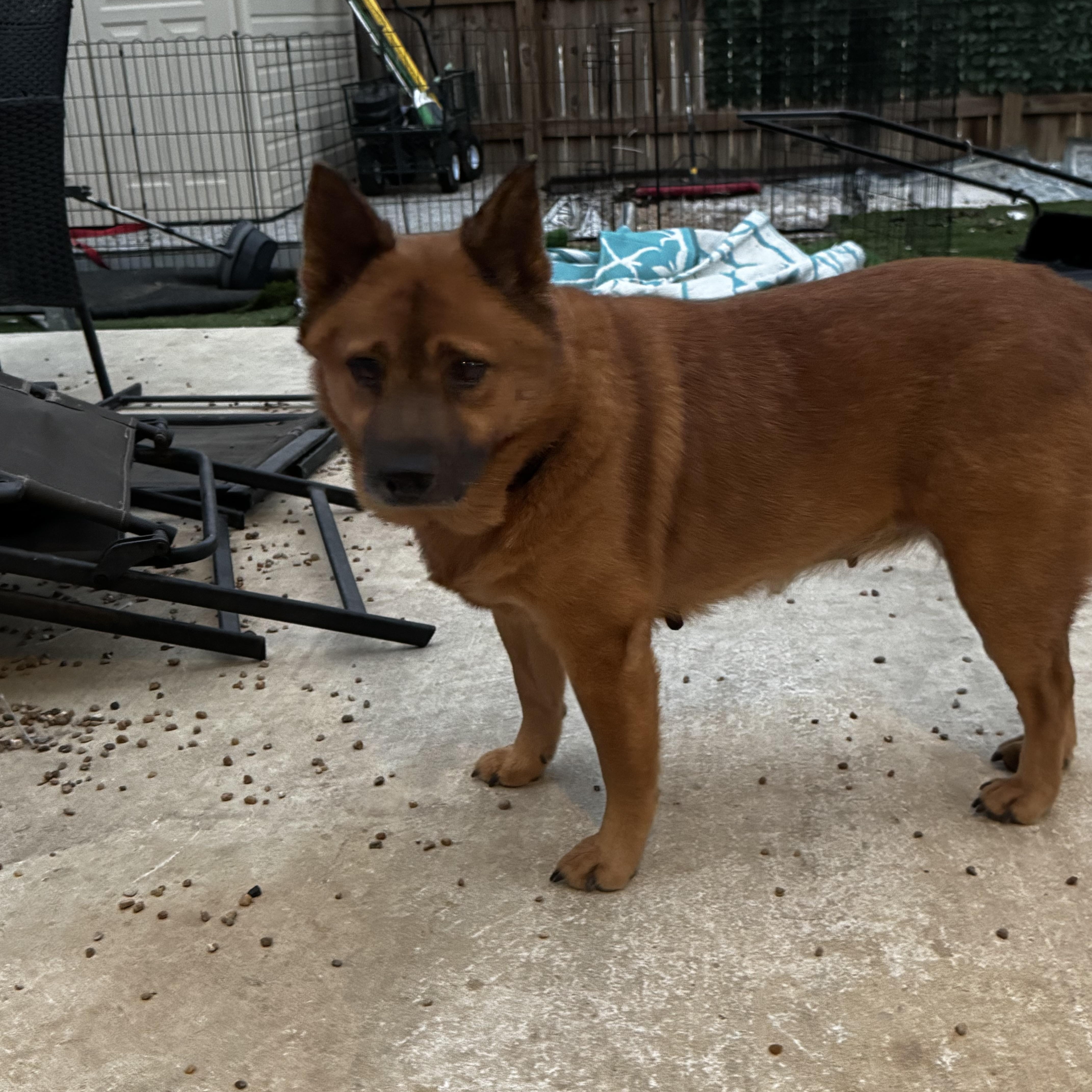 Enlarge Punkin, a Adoptable mixed breed in San Antonio, TX image 3/5