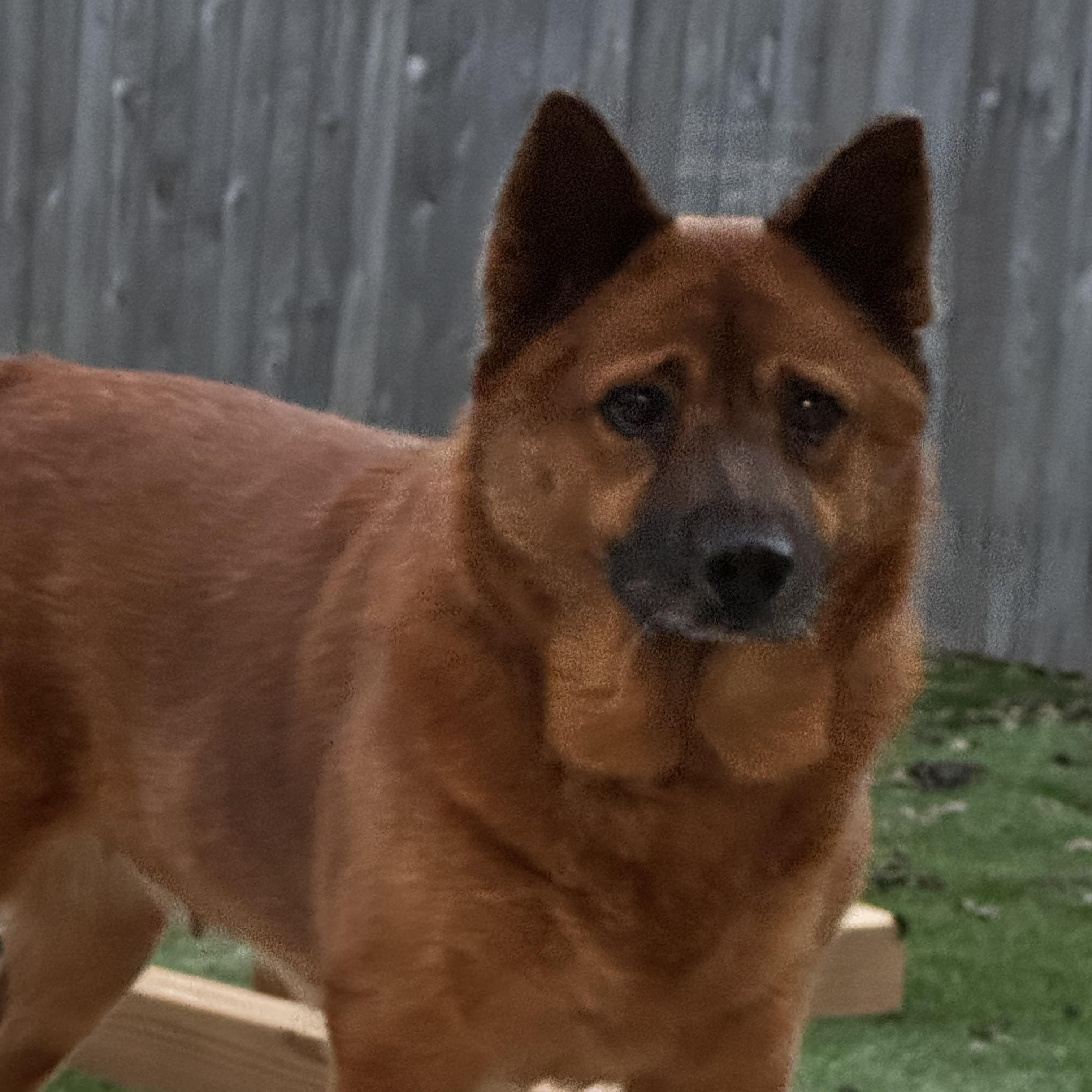 Enlarge Punkin, a Adoptable mixed breed in San Antonio, TX image 2/5