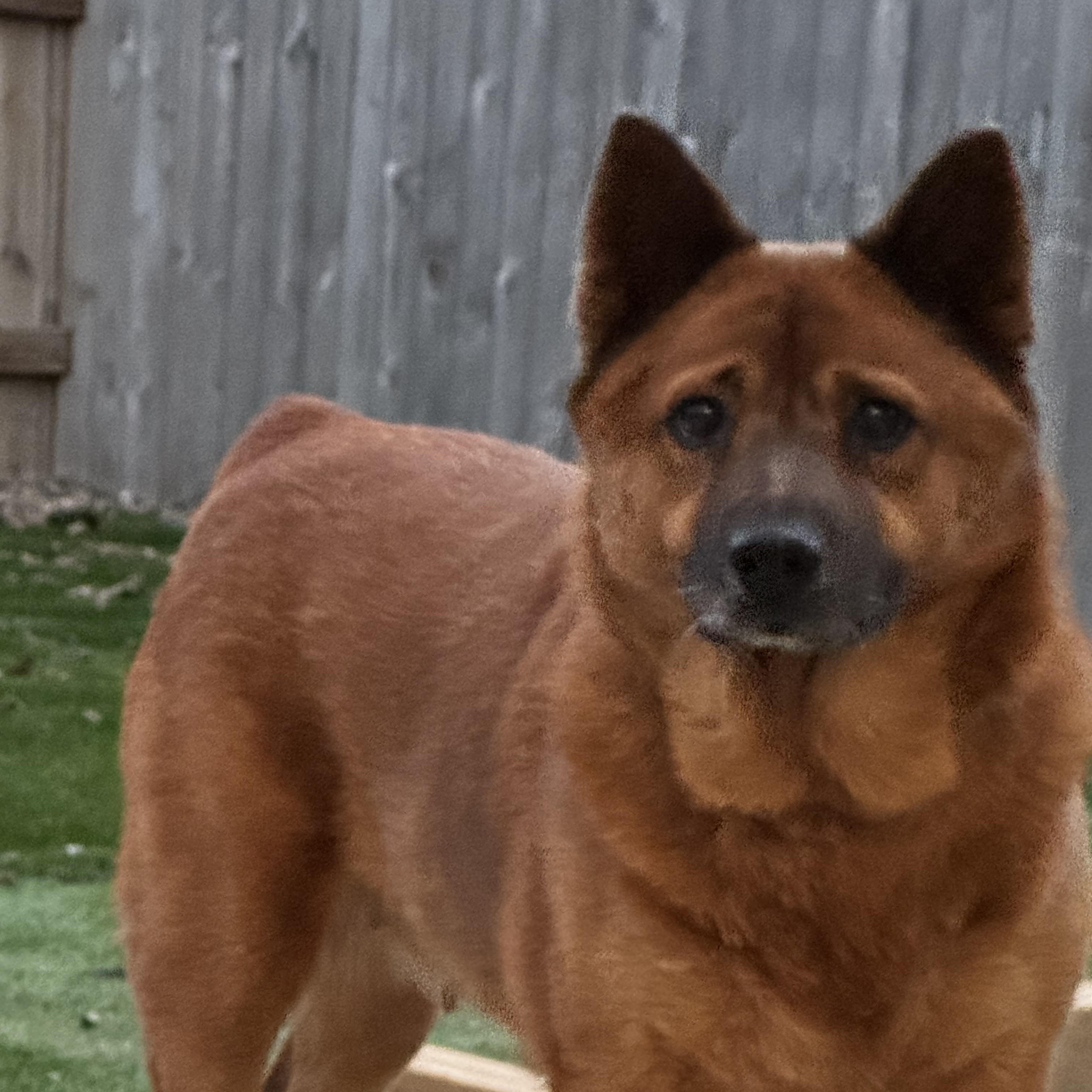 Enlarge Punkin, a Adoptable mixed breed in San Antonio, TX image 4/5