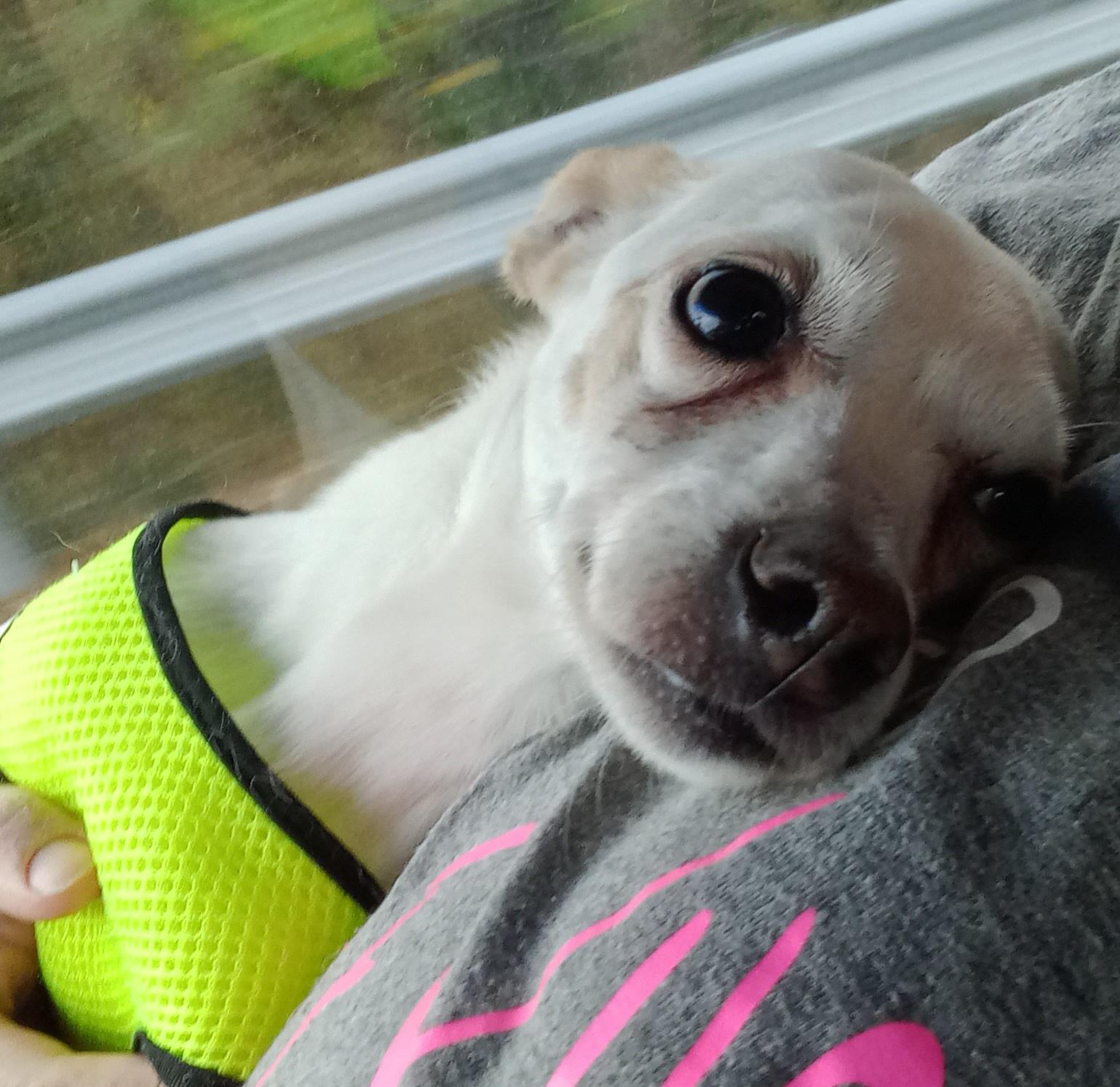 Remy, an adoptable Chihuahua in Kokomo, IN, 46901 | Photo Image 1