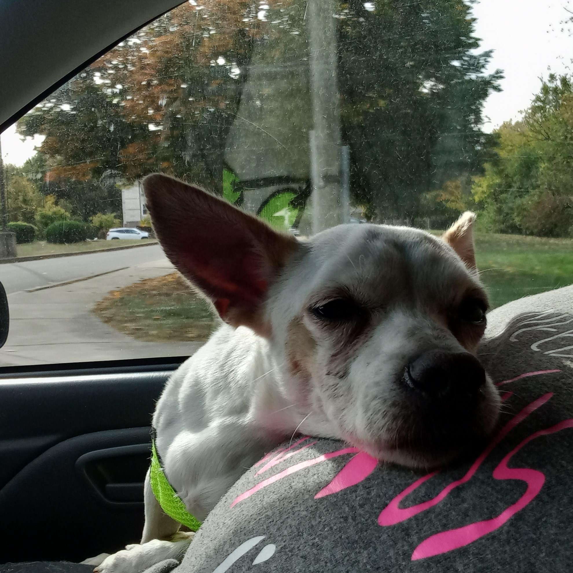 Remy, an adoptable Chihuahua in Kokomo, IN, 46901 | Photo Image 6