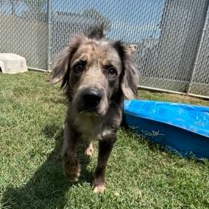 Enlarge Jasper, an adopted mixed breed in Martinsville, VA image 3/3