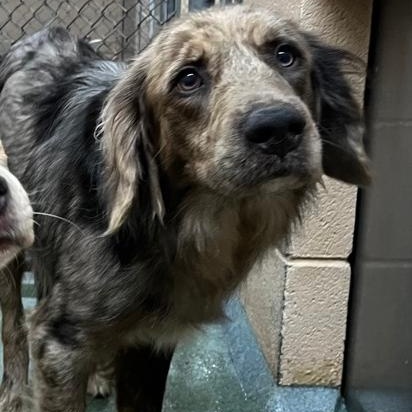 Enlarge Jasper, an adopted mixed breed in Martinsville, VA image 2/3