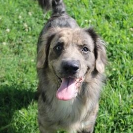 Jasper, adopted, Adult Male Catahoula Leopard Dog.