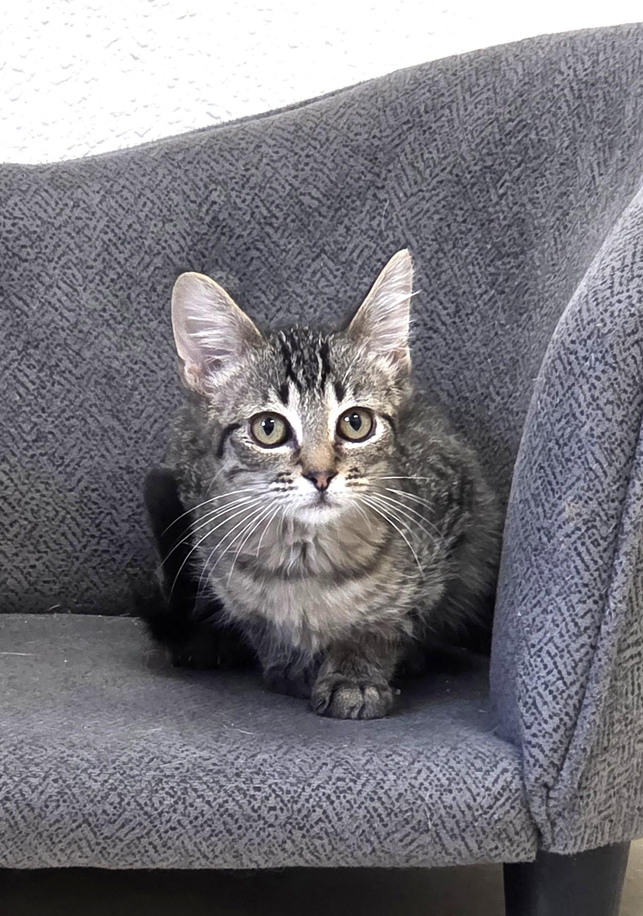 Enlarge Mojito, a ADOPTABLE Domestic Short Hair in Red Wing, MN image 5/5