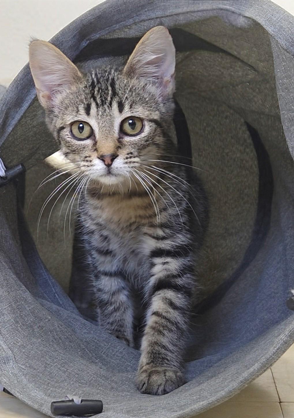 Enlarge Mojito, a ADOPTABLE Domestic Short Hair in Red Wing, MN image 4/5
