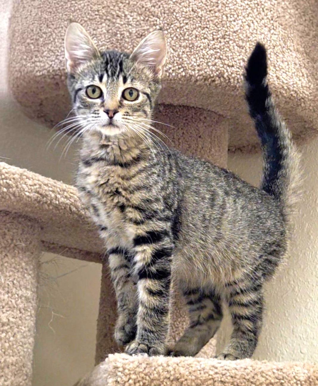 Mojito, ADOPTABLE, Kitten Male Domestic Short Hair.