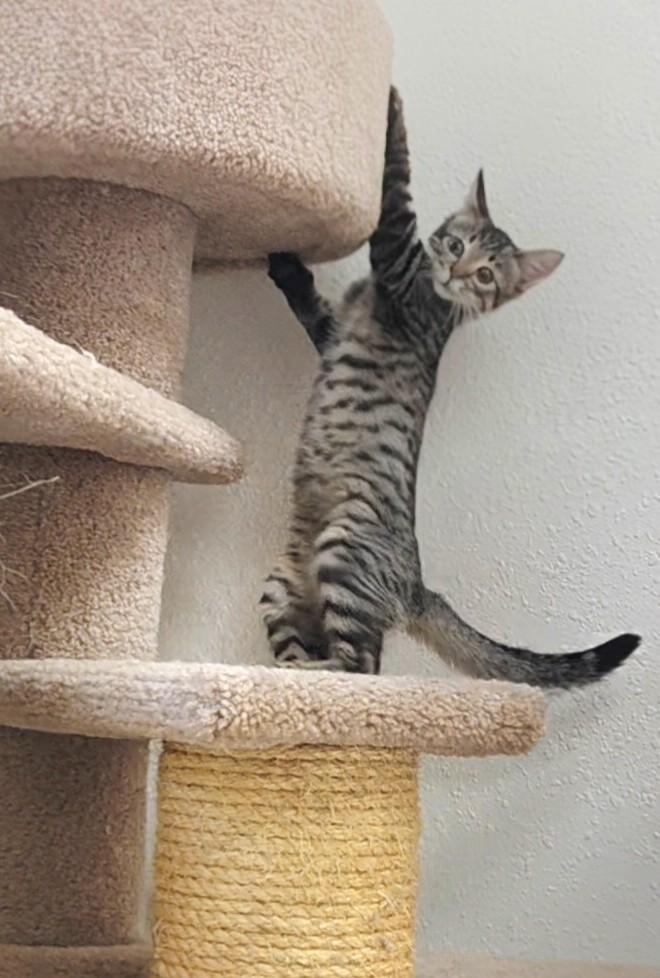 Enlarge Mojito, a ADOPTABLE Domestic Short Hair in Red Wing, MN image 3/5