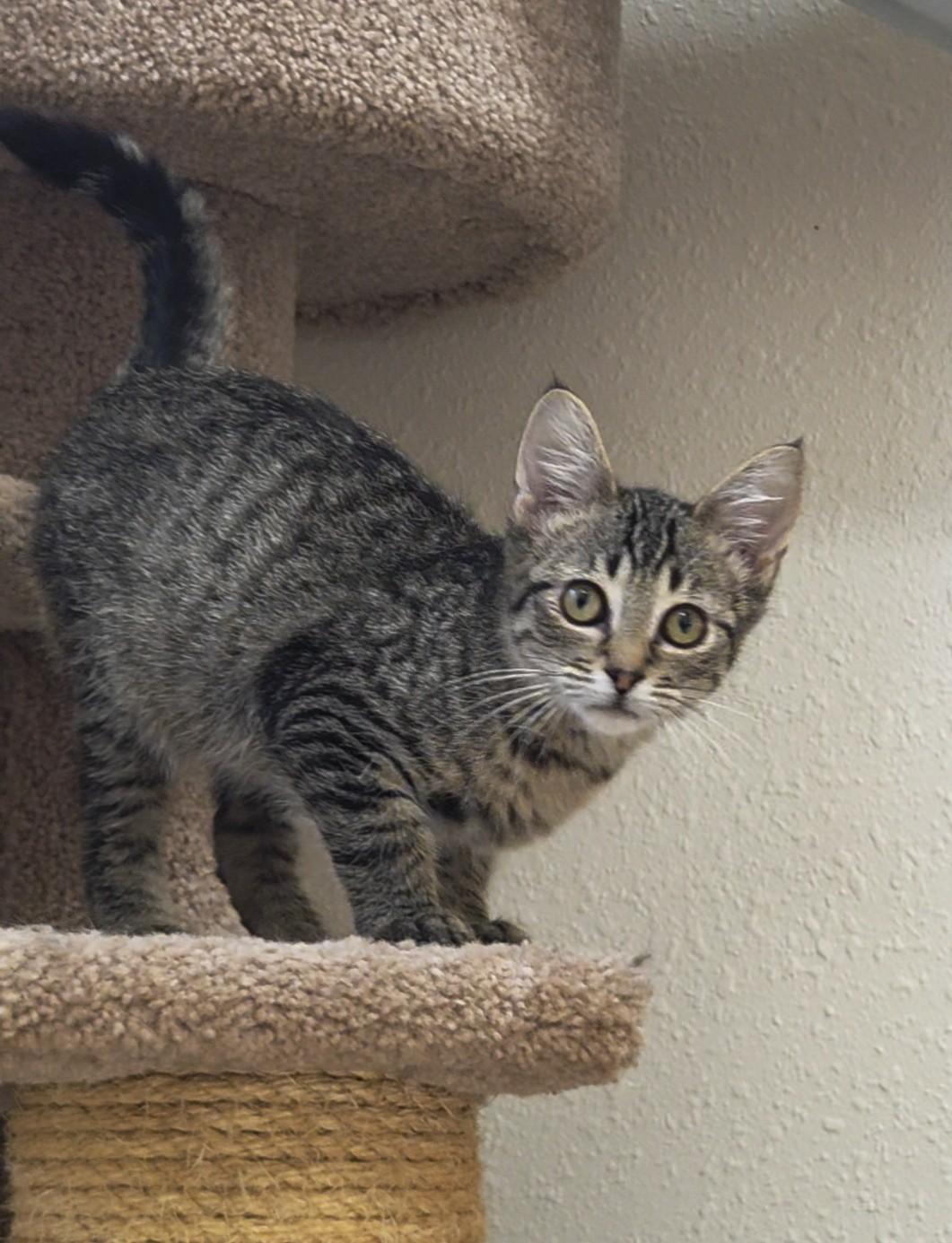 Enlarge Mojito, a ADOPTABLE Domestic Short Hair in Red Wing, MN image 2/5