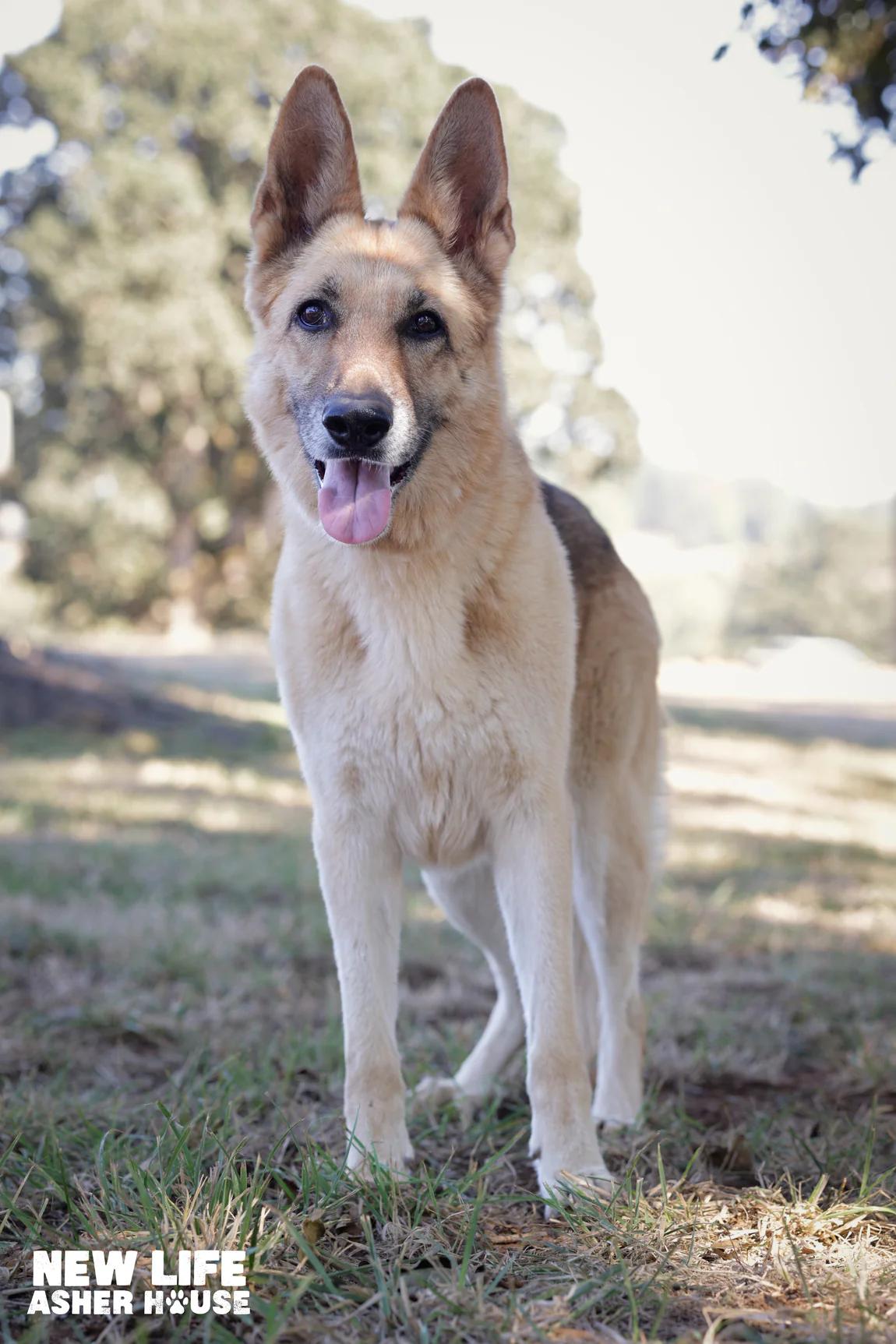Enlarge Heidi, a Adoptable German Shepherd Dog in Portland, OR image 1/4