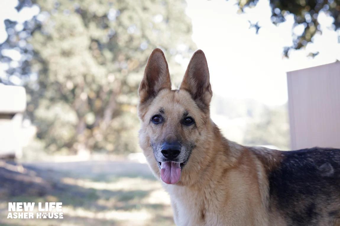 Enlarge Heidi, a Adoptable German Shepherd Dog in Portland, OR image 2/4
