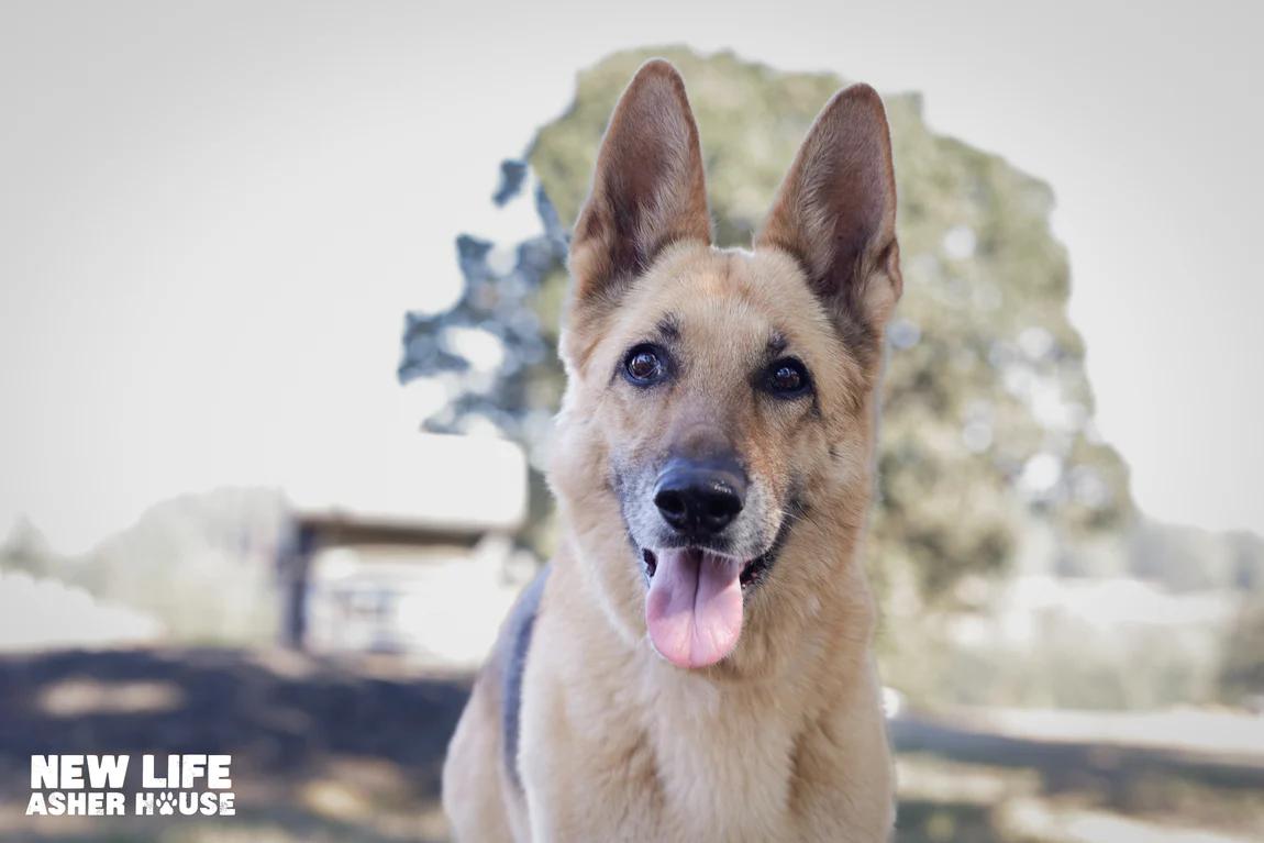 Enlarge Heidi, a Adoptable German Shepherd Dog in Portland, OR image 3/4