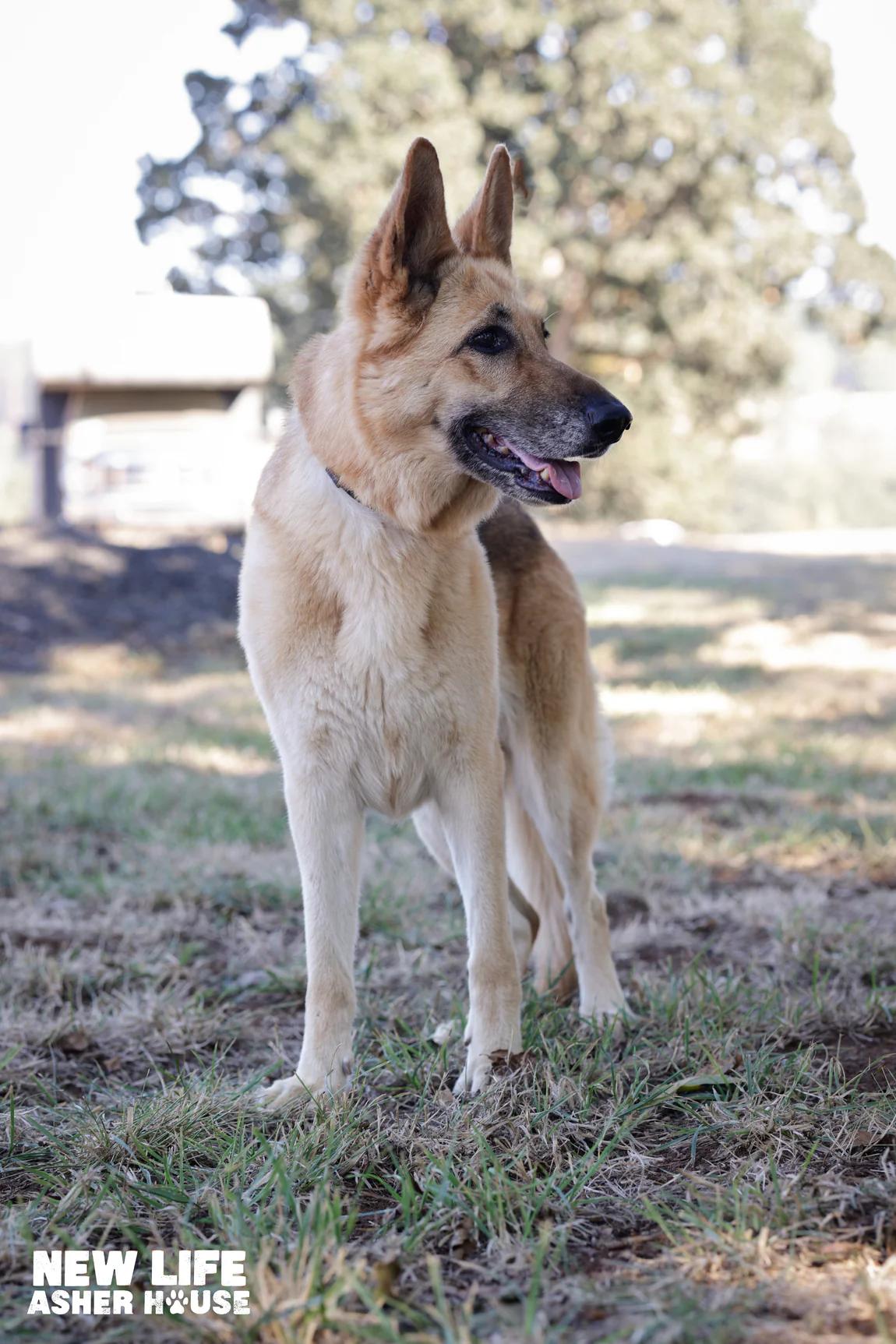 Enlarge Heidi, a Adoptable German Shepherd Dog in Portland, OR image 4/4