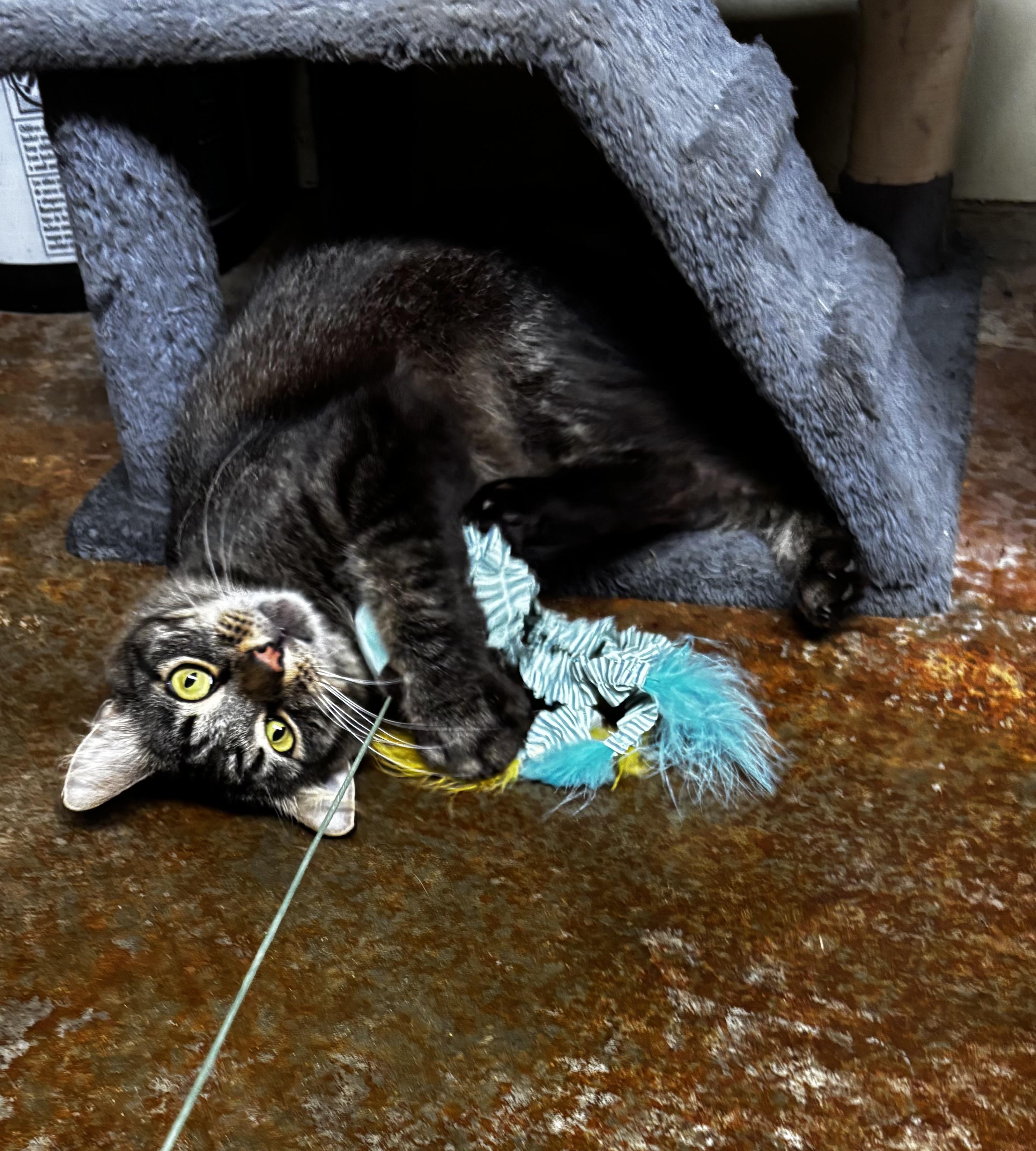 Enlarge RANDALL, a ADOPTABLE Domestic Long Hair in Cullman, AL image 1/4