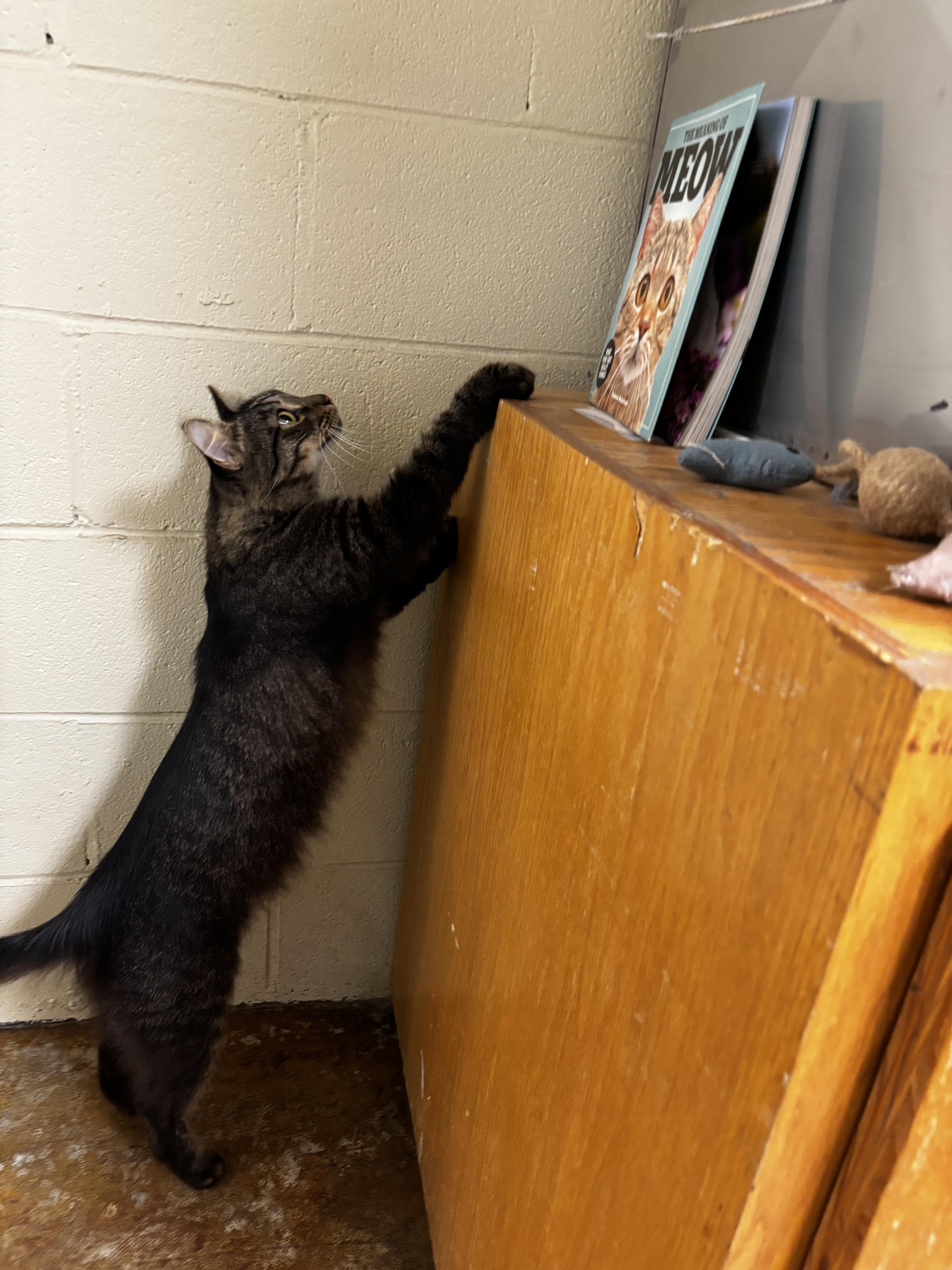 Enlarge RANDALL, a ADOPTABLE Domestic Long Hair in Cullman, AL image 4/4