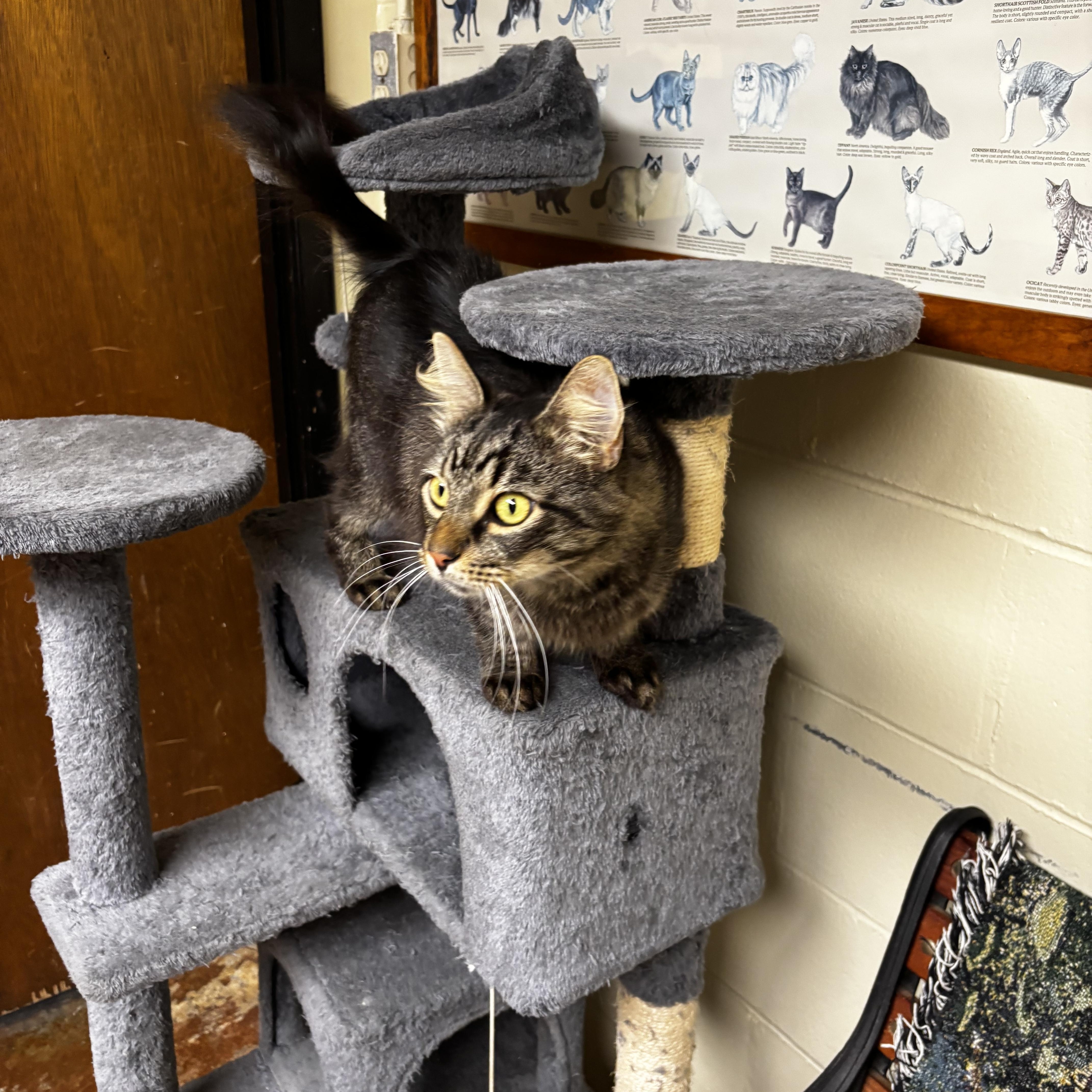 Enlarge RANDALL, a ADOPTABLE Domestic Long Hair in Cullman, AL image 2/4