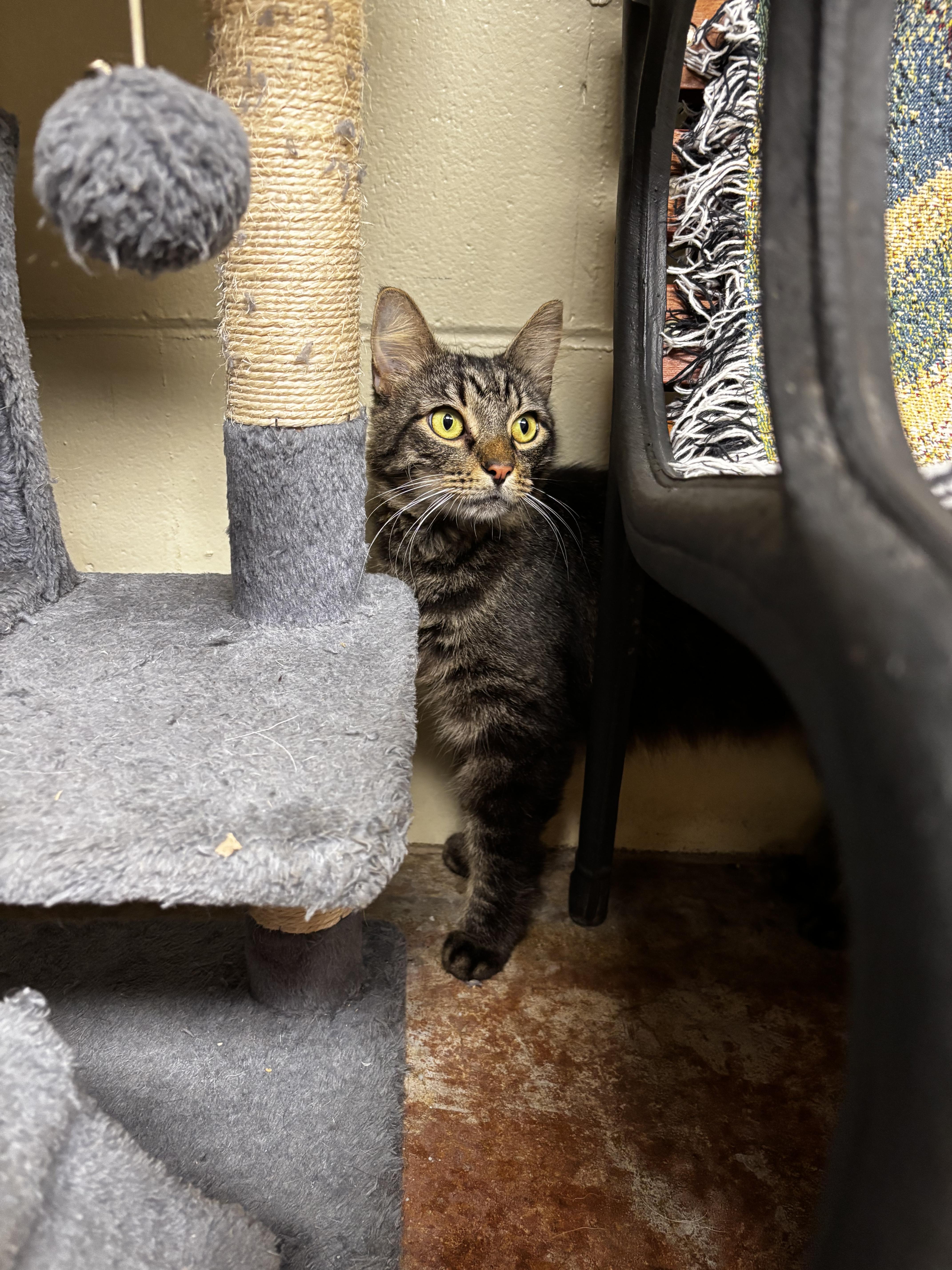 Enlarge RANDALL, a ADOPTABLE Domestic Long Hair in Cullman, AL image 3/4