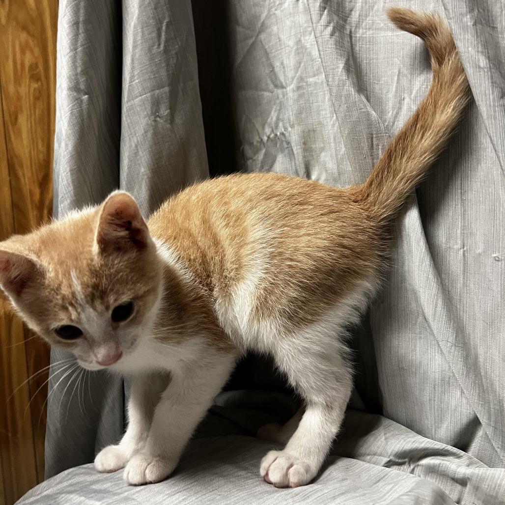 Saturn, Adoptable, Kitten Male Domestic Short Hair.