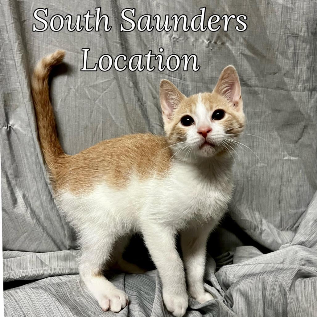 Enlarge Saturn, a Adoptable Domestic Short Hair in Raleigh, NC image 2/2