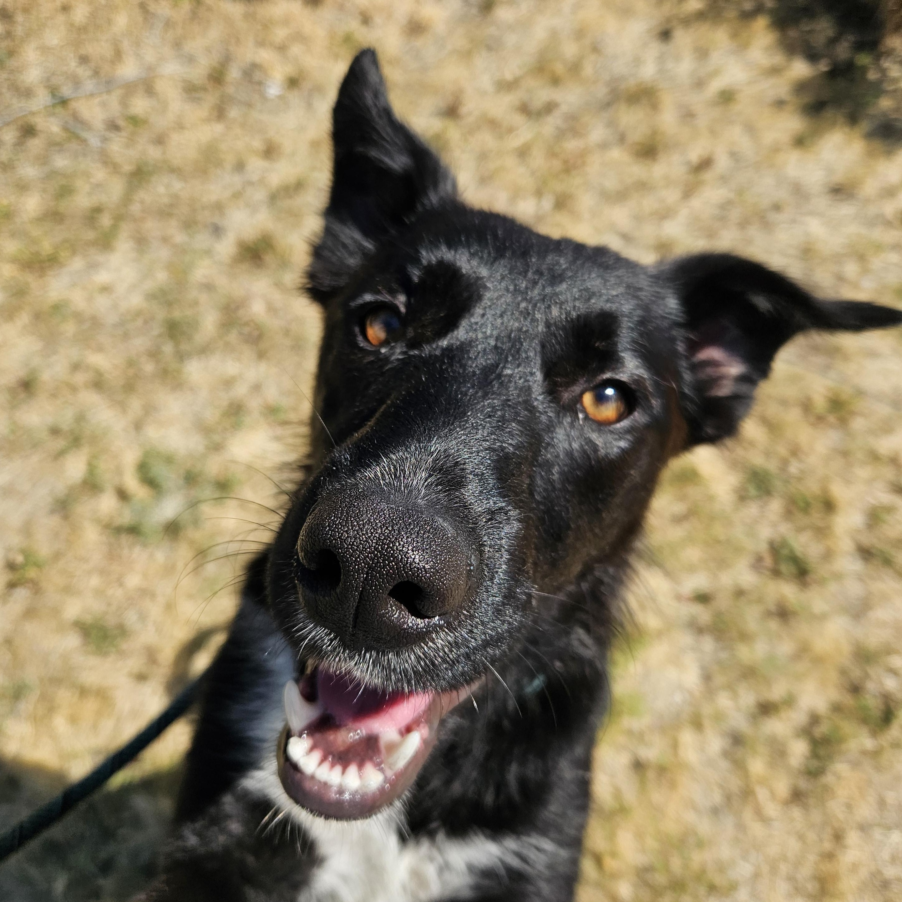 Raven, ADOPTABLE, Young Female Border Collie.
