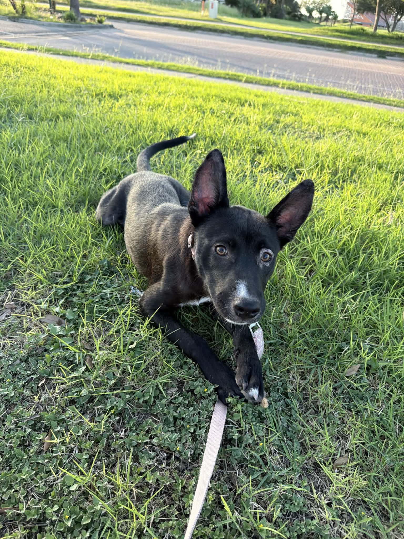 Enlarge Maise, a ADOPTABLE mixed breed in Boise, ID image 4/4