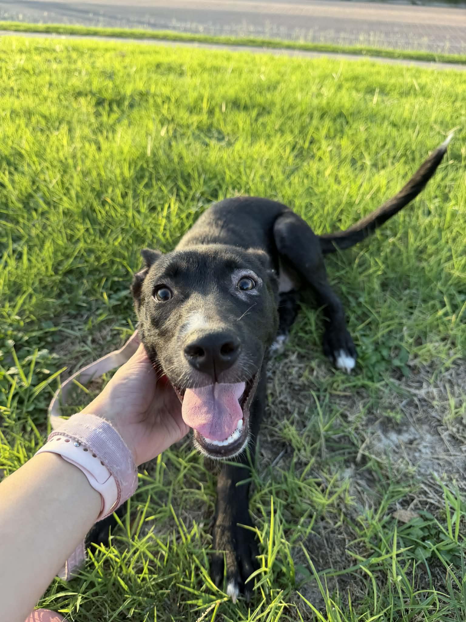 Enlarge Maise, a ADOPTABLE mixed breed in Boise, ID image 3/4