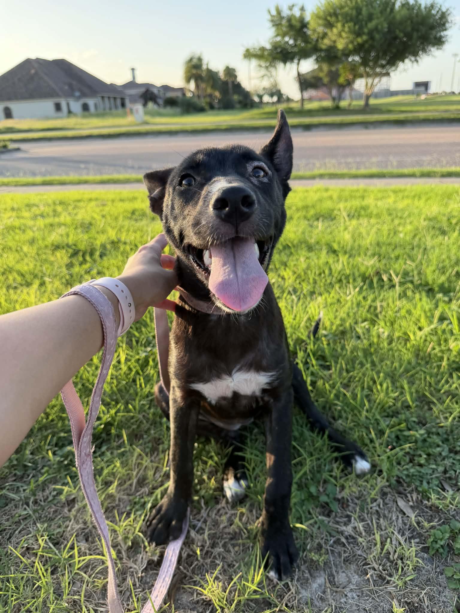 Enlarge Maise, a ADOPTABLE mixed breed in Boise, ID image 2/4