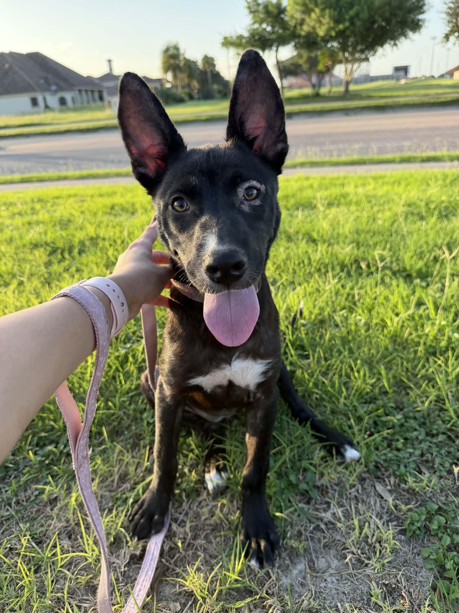 Enlarge Maise, a ADOPTABLE mixed breed in Boise, ID image 1/4