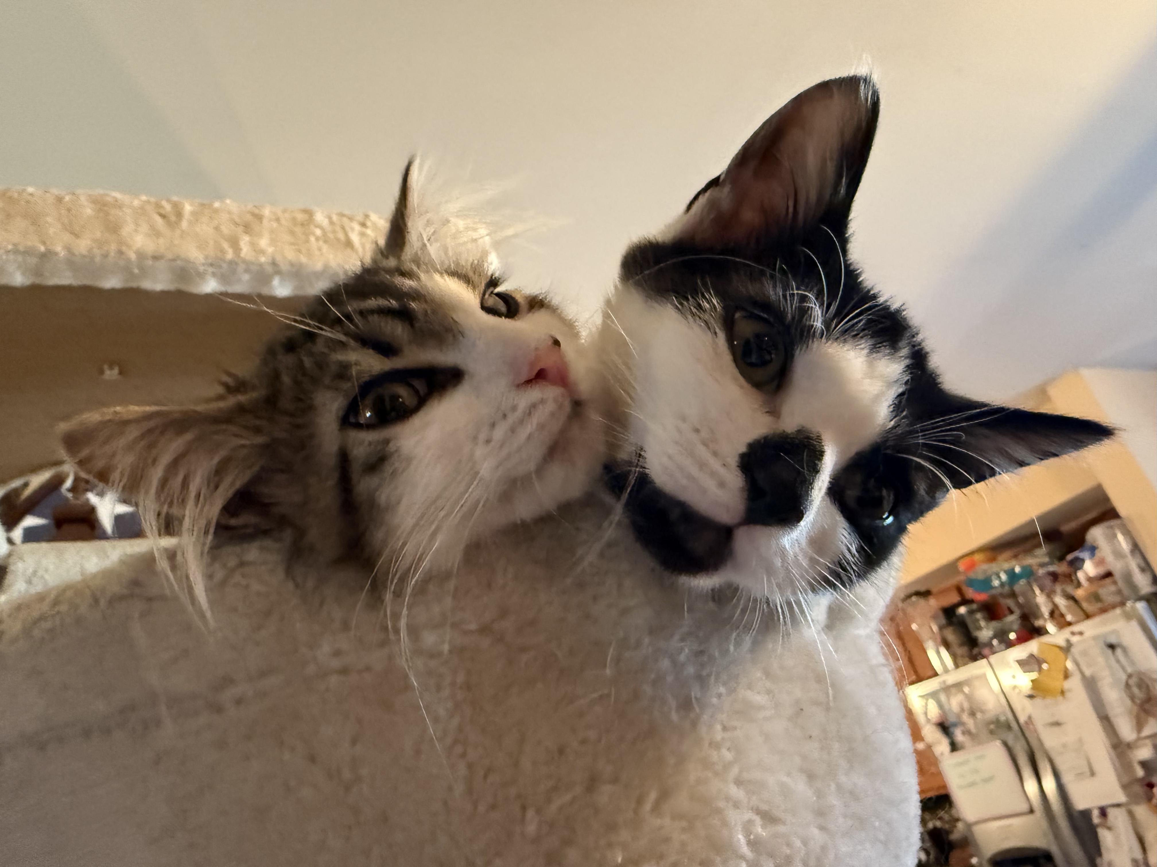 Beans & Toast, Adoptable, Kitten Male Domestic Medium Hair.