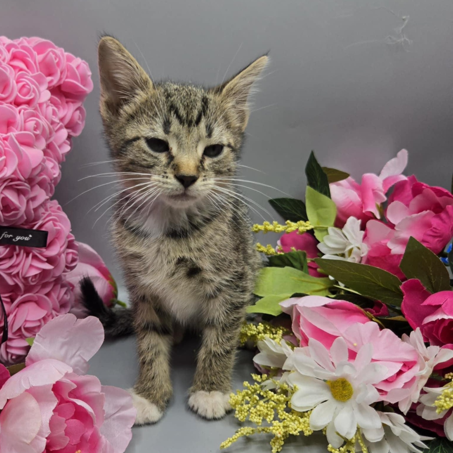 Urban, a Adoptable Tabby in Fairborn, OH image 4/6