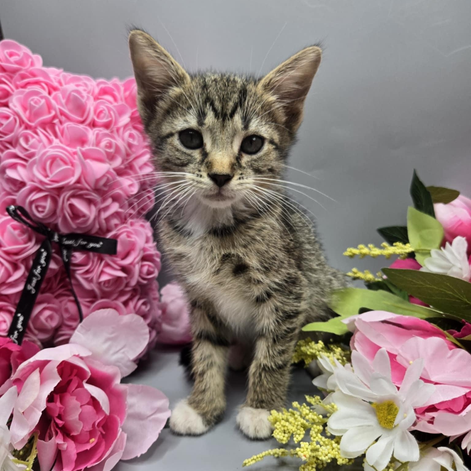 Urban, a Adoptable Tabby in Fairborn, OH image 2/6