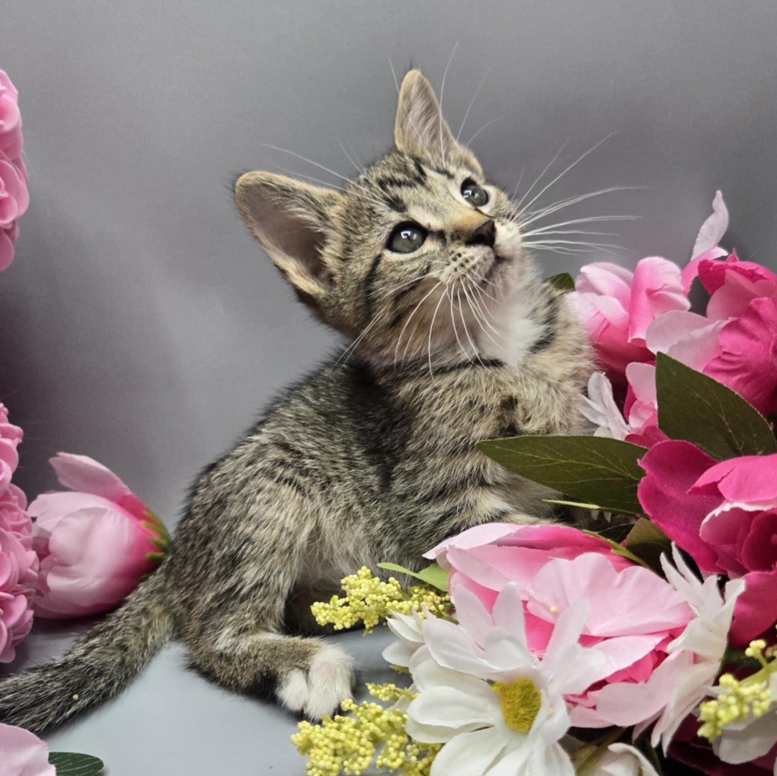Urban, a Adoptable Tabby in Fairborn, OH image 1/6