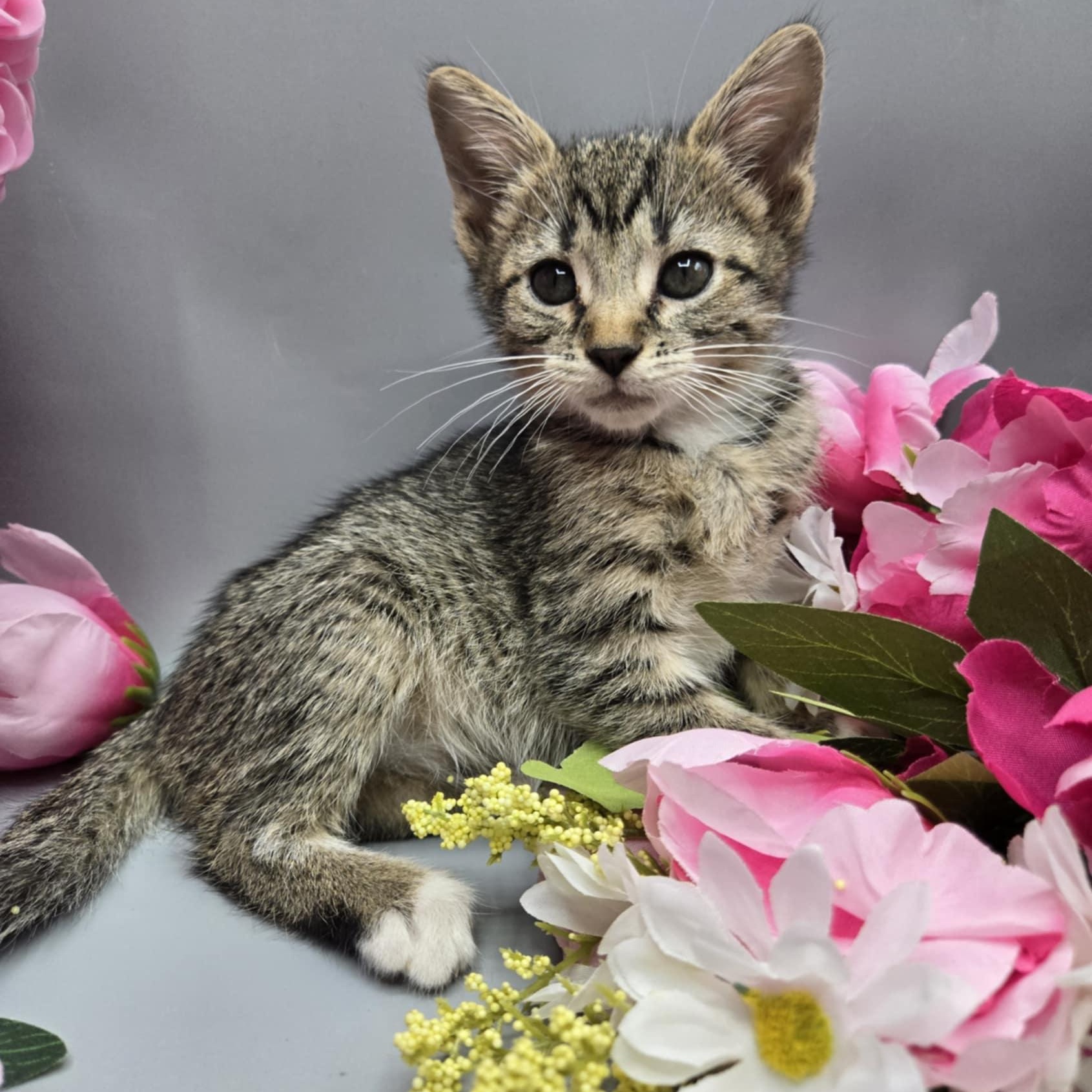 Urban, a Adoptable Tabby in Fairborn, OH image 3/6