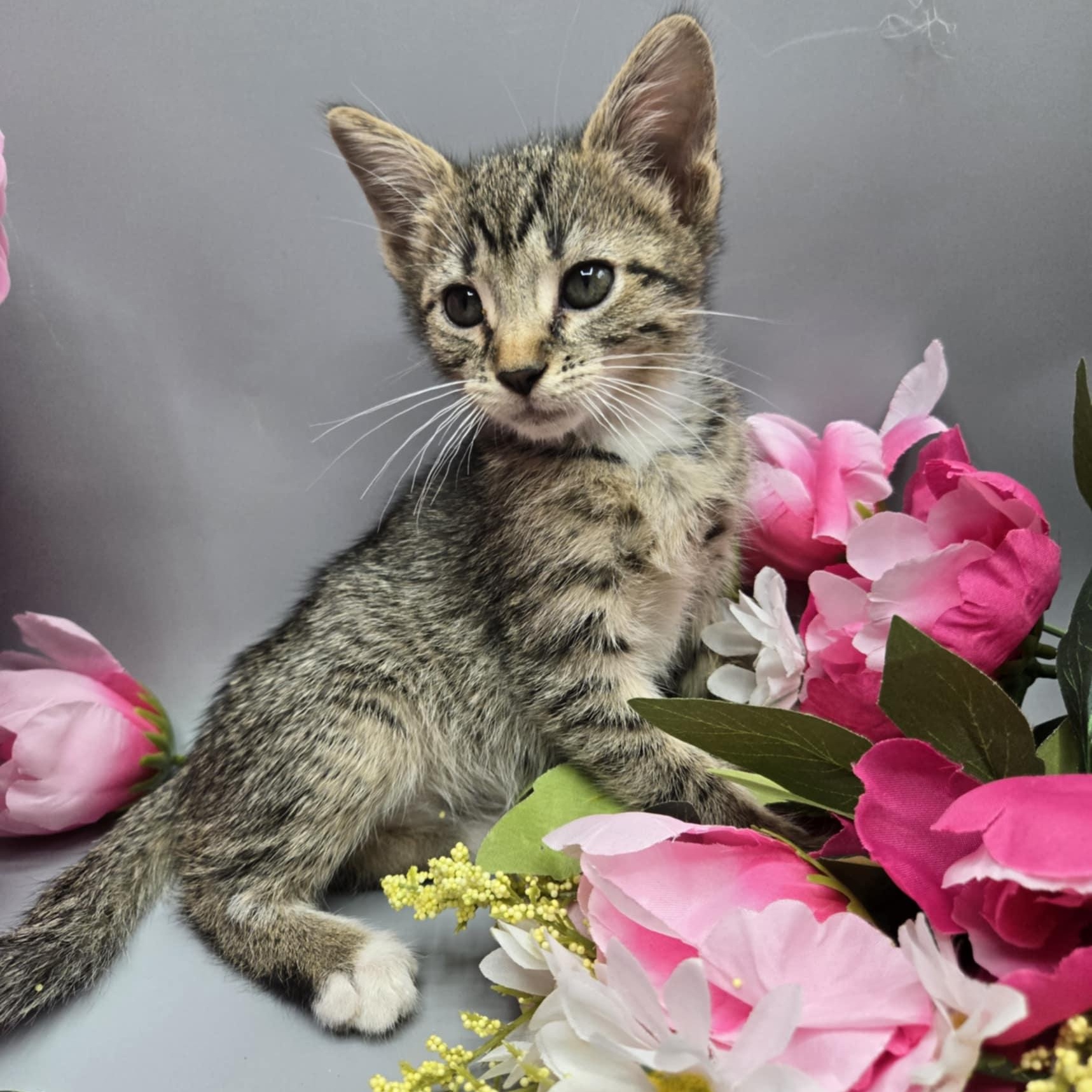 Urban, a Adoptable Tabby in Fairborn, OH image 5/6