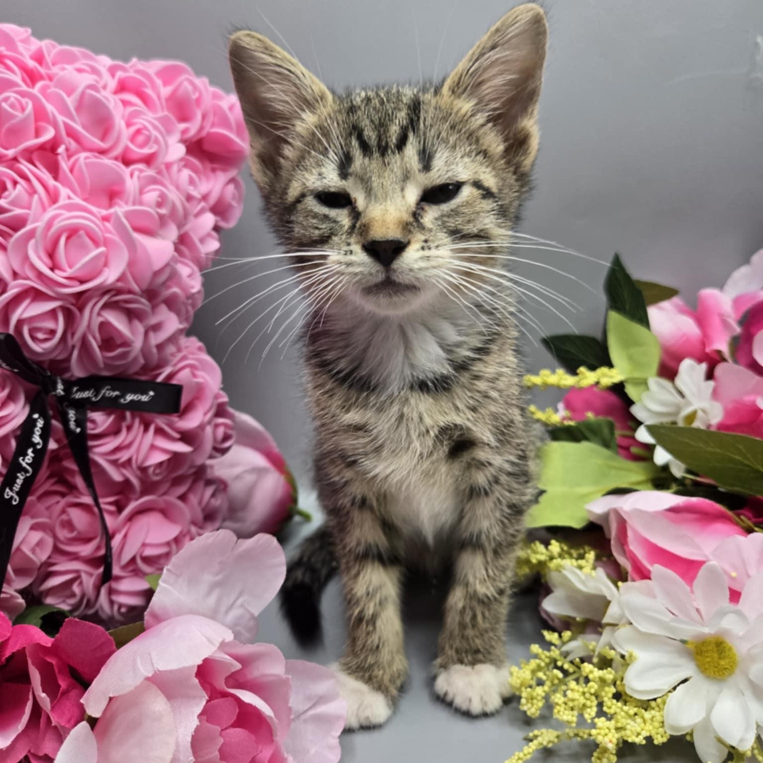 Urban, a Adoptable Tabby in Fairborn, OH image 6/6