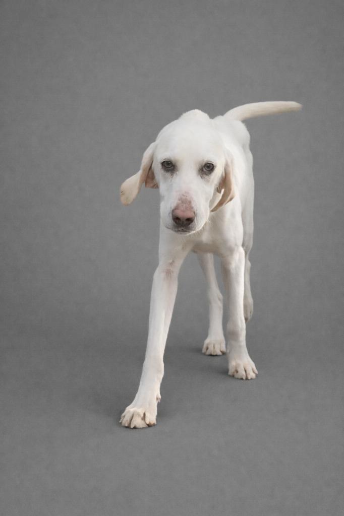 Enlarge Blt, a Adoptable Hound in Hardeeville, SC image 1/1